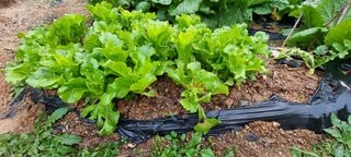 전세현님의 사과 · 일상 작성글 사진