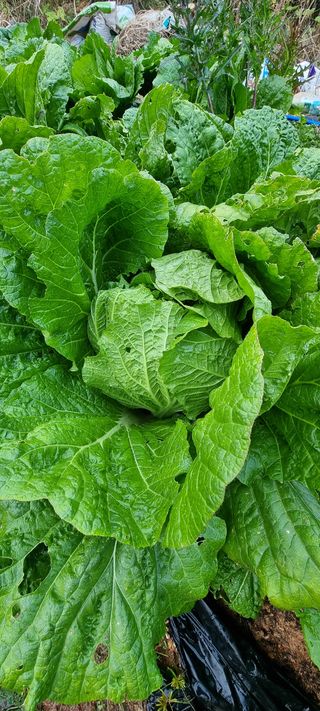 전세현님의 사과 · 일상 작성글 사진