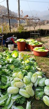 팜모닝 호박·자유게시판 게시글 이미지