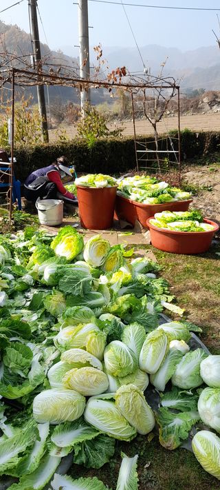 吳宇夏 오솔길오두막님의 호박 · 자유게시판 작성글 사진
