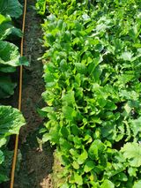 팜모닝 배추·일상 게시글 이미지