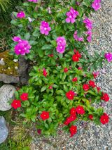 팜모닝 오이·자유게시판 게시글 이미지