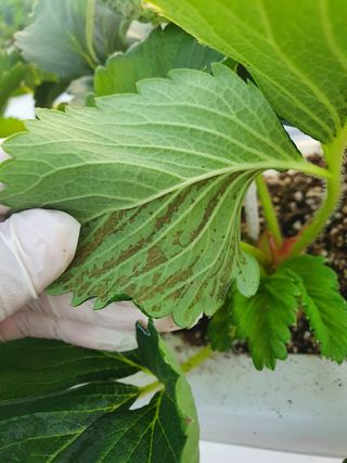 자이민님의 딸기 · 일상 작성글 사진