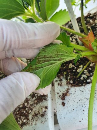 자이민님의 딸기 · 일상 작성글 사진