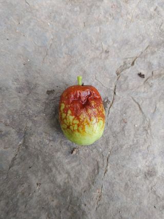 최상락님의 기타작물 · 병해충상담 작성글 사진