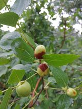 팜모닝 기타작물·병해충상담 게시글 이미지