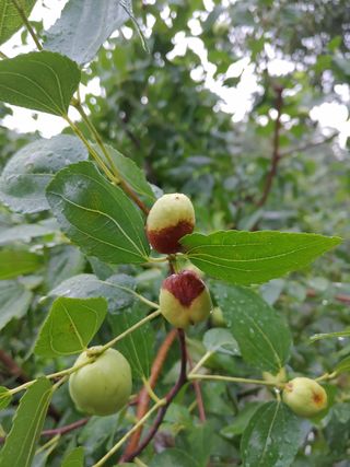 최상락님의 기타작물 · 병해충상담 작성글 사진