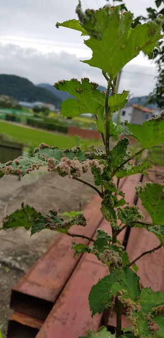 여름바다님의 딸기 · 병해충상담 작성글 사진