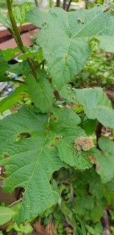 팜모닝 딸기·병해충상담 게시글 이미지