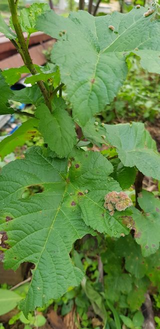 여름바다님의 딸기 · 병해충상담 작성글 사진