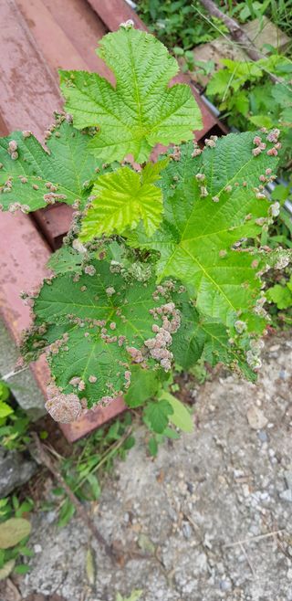 여름바다님의 딸기 · 병해충상담 작성글 사진