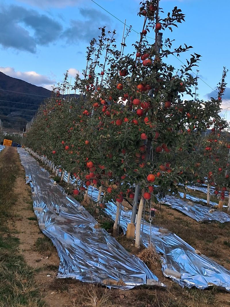 장터 상품 [미얀마부사 택배비 포함  32개에서 24까지  일괄 35000 원입니다  최대한 맛있고] 썸네일