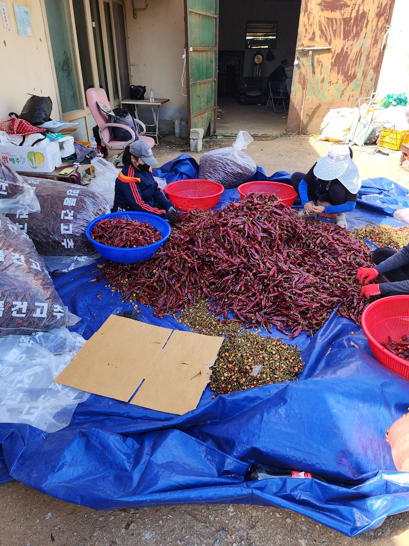 김윤수님의 장터 판매 상품 [2022년 햇고추가루 1근 (600g) 13000] 첨부 사진