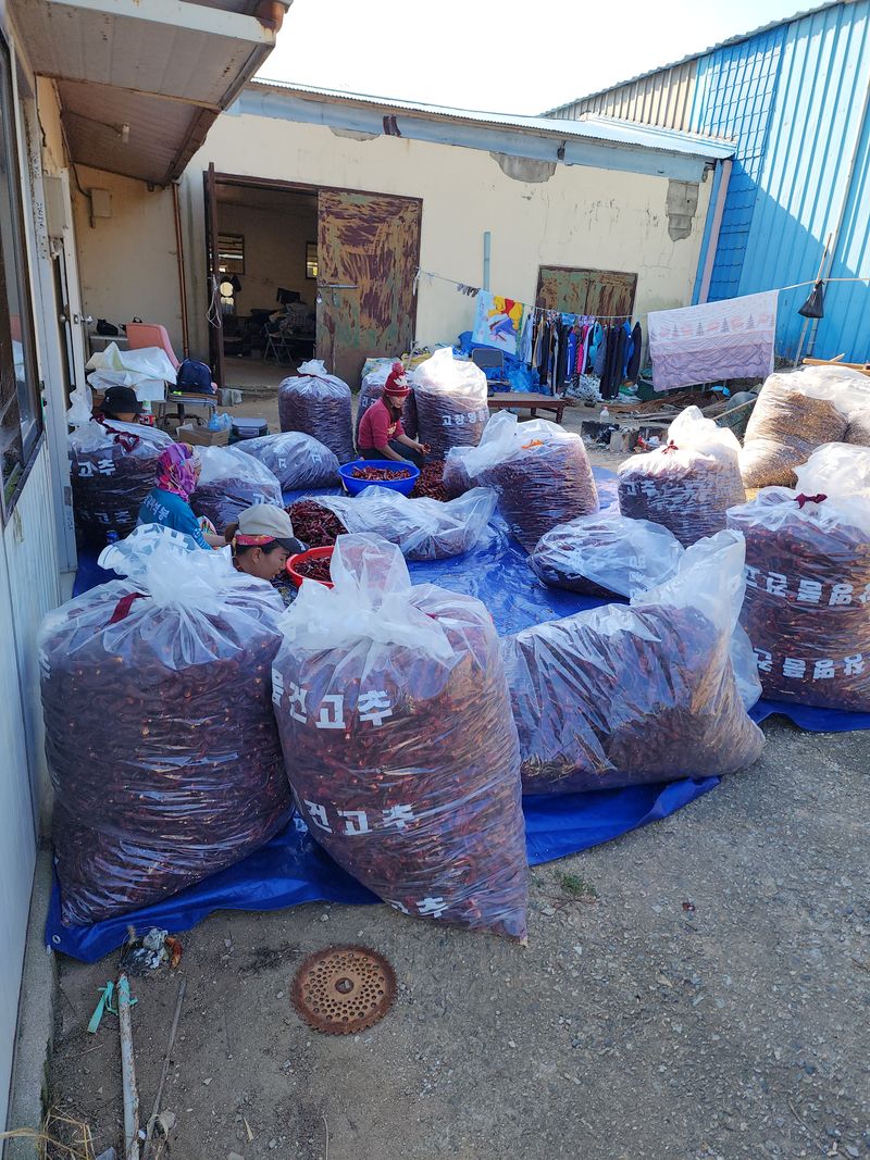 김윤수님의 장터 판매 상품 [2022년 햇고추가루 1근 (600g) 13000] 첨부 사진