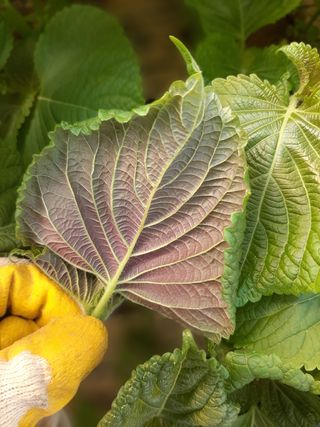 오세헌님의 들깨 · 병해충상담 작성글 사진