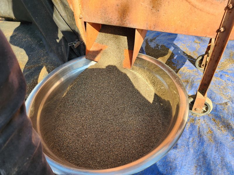 평창산들농장님의 장터 판매 상품 [햇들깨 1말(6키로)  8만원] 첨부 사진