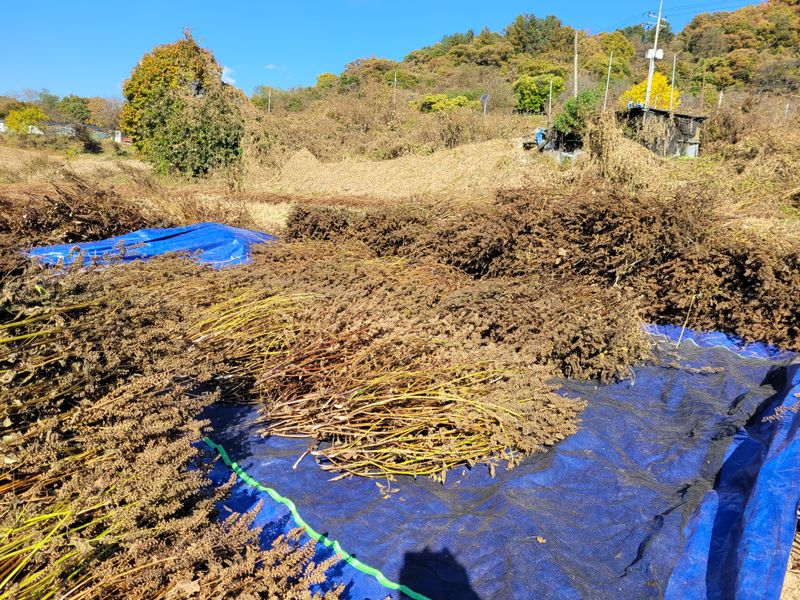 윤인석님의 장터 판매 상품 [햇들깨 80000원] 첨부 사진