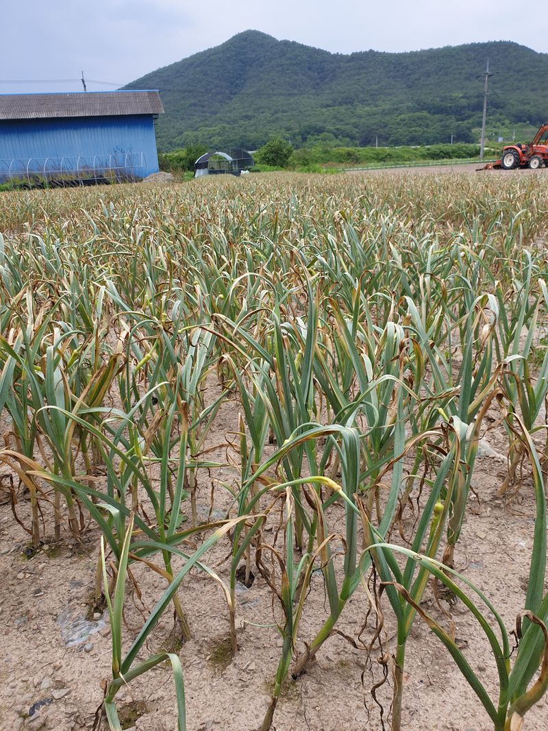 장터 상품 [의성한지형마늘 내용 참고하세요] 썸네일
