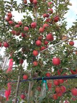 팜모닝 사과·일상 게시글 이미지