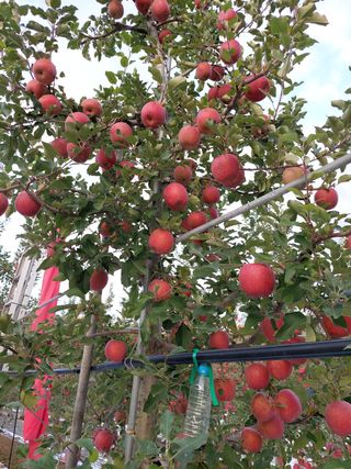 트라이애플1님의 사과 · 일상 작성글 사진