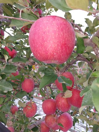 트라이애플1님의 사과 · 일상 작성글 사진