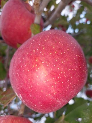 트라이애플1님의 사과 · 일상 작성글 사진