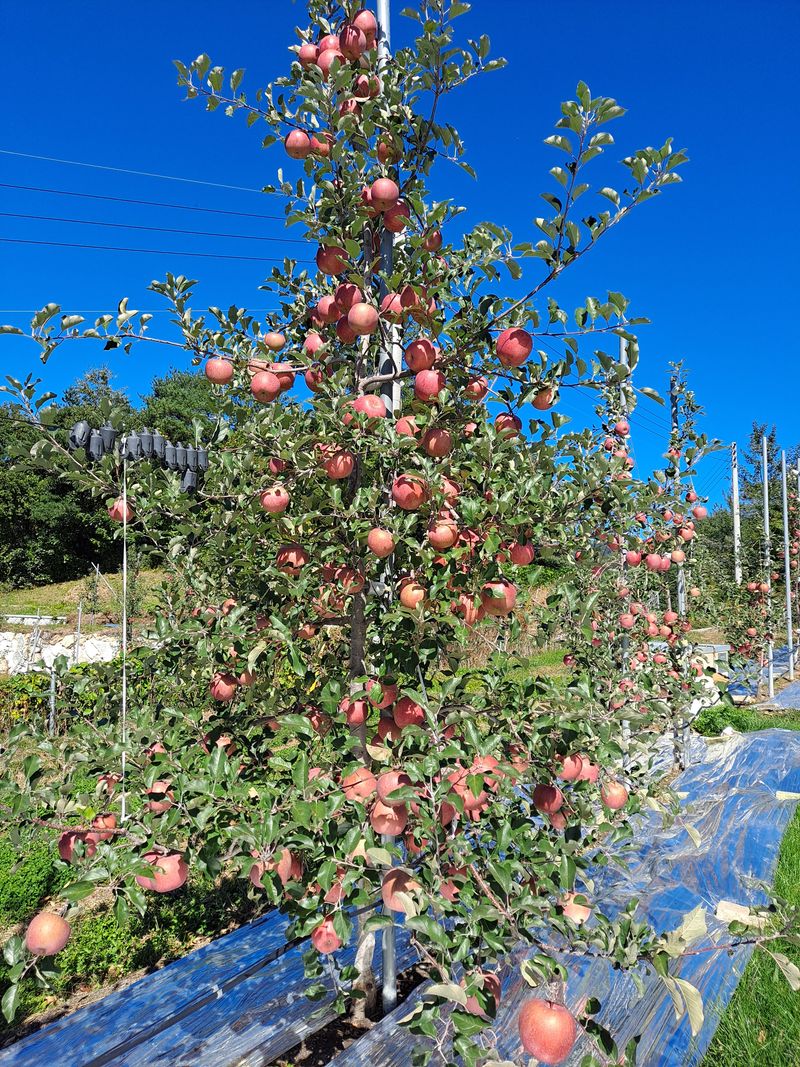 장터 상품 [부사 10키로  18~22과  7만  24~28과 6만5천] 썸네일