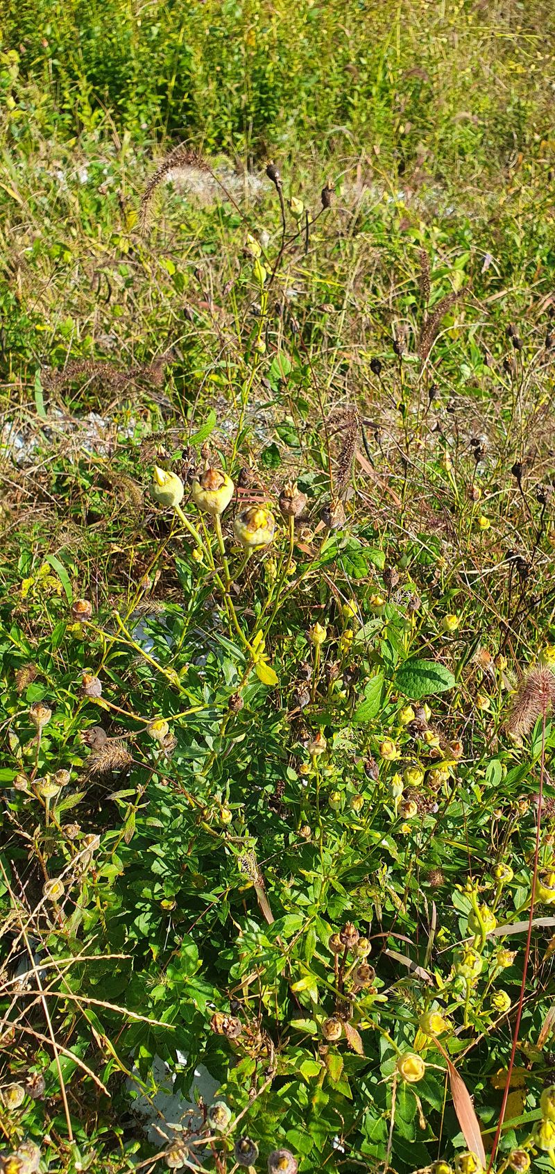 임오빈님의 장터 판매 상품 [4년생 슈퍼도라지 5키로 10만원] 첨부 사진