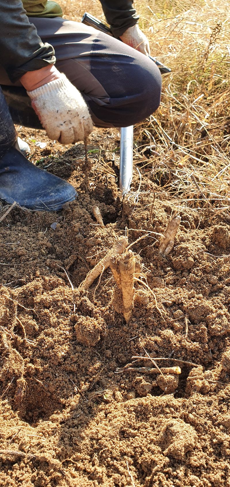 장터 상품 [4년생 슈퍼도라지 5키로 10만원] 썸네일