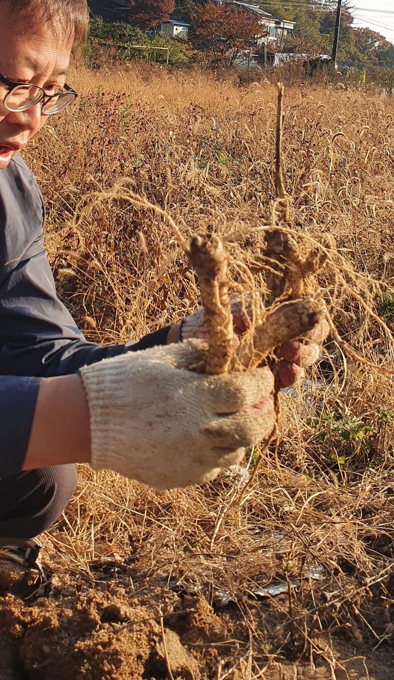 임오빈님의 장터 판매 상품 [4년생 슈퍼도라지 5키로 10만원] 첨부 사진