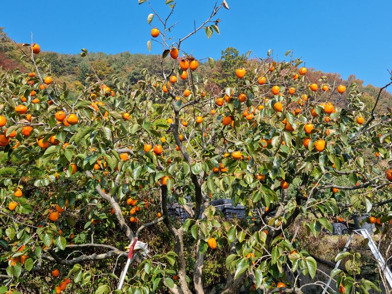 최우식님의 장터 판매 상품 [대봉감 10kg 기준 26,000원 택비포함입니다] 첨부 사진