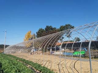 서산 밀집모자님의 블루베리 · 자유게시판 작성글 사진