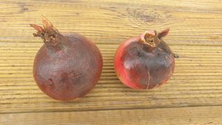 허남구님의 기타작물 · 병해충상담 작성글 사진