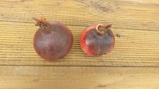 허남구님의 기타작물 · 병해충상담 작성글 사진