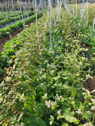 김권수님의 고추 · 일상 작성글 사진