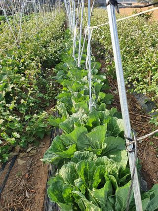 김권수님의 고추 · 일상 작성글 사진