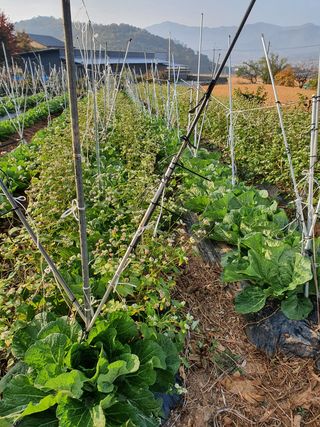 김권수님의 고추 · 일상 작성글 사진