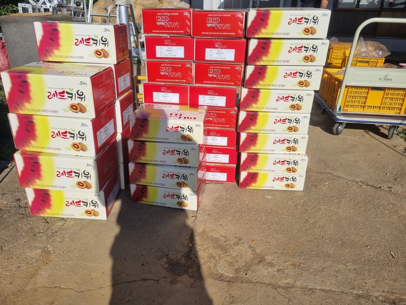 이승철님의 장터 판매 상품 [레드키위 3kg(24과수내외)37,000] 첨부 사진