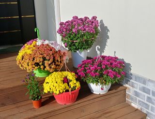 알 수 없음님의 참깨 · 자유게시판 작성글 사진