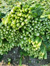 팜모닝 팜모닝·시세 게시글 이미지