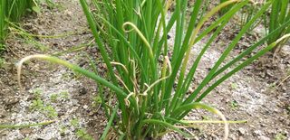 텃밭백강님의 파 · 병해충상담 작성글 사진