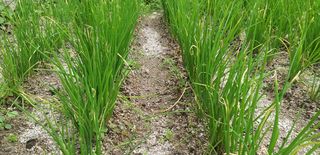 텃밭백강님의 파 · 병해충상담 작성글 사진