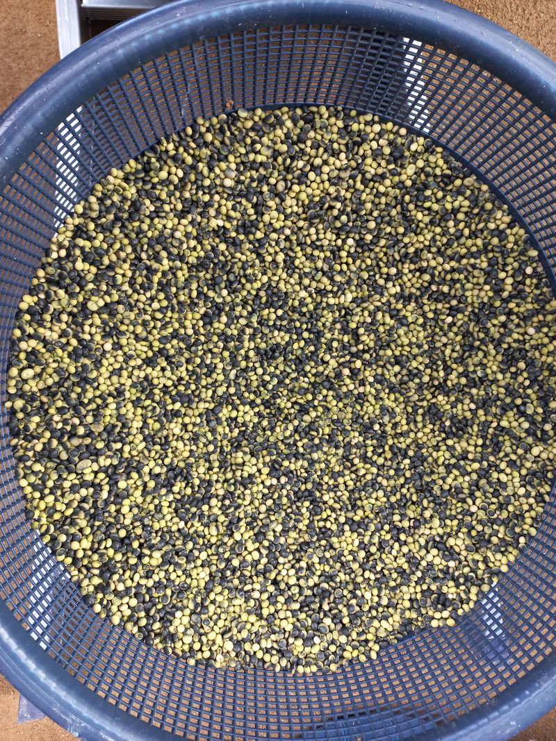 척야산농장(최연봉)님의 장터 판매 상품 [토종오리알태콩 1kg 15.000원] 첨부 사진