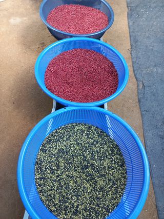 척야산농장(최연봉)님의 작성글 사진