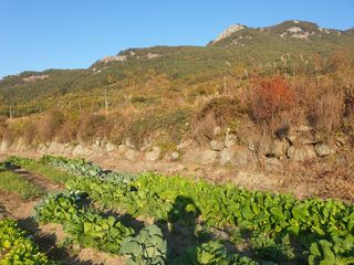 허굴산농장님의 기타작물 · 자유게시판 작성글 사진