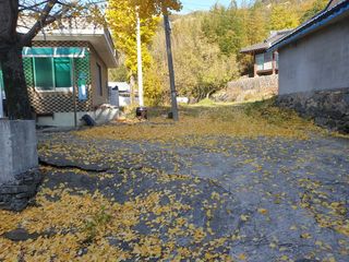 허굴산농장님의 기타작물 · 자유게시판 작성글 사진
