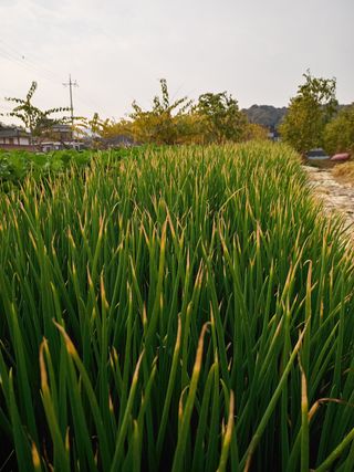 정태규님의 파 · 자유게시판 작성글 사진