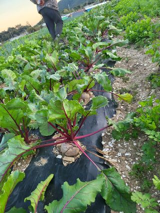 또다시봄님의 배추 · 일상 작성글 사진