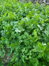 팜모닝 배추·일상 게시글 이미지