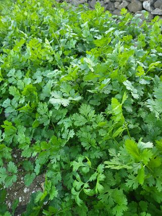 또다시봄님의 배추 · 일상 작성글 사진